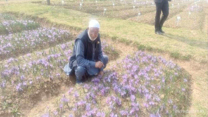 अपने केसर के खेत में बैठे किसान मजीद वाणी फोटोः किसान तक