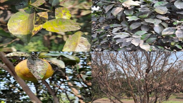 खतरे में नागपुरी संतरे की 'जान'