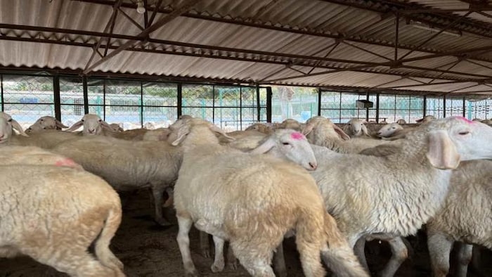 मुजफ्फरनगरी भेड़ का प्रतीकात्मक फोटो.