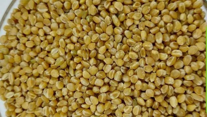 सोना मोती गेहूँ