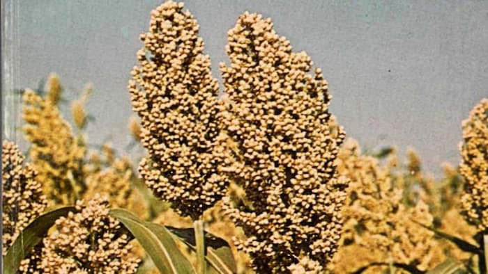 ज्वार की फसल में लगने वाली बीमारी को लेकर भारत में हुई अहम खोज (File Photo).