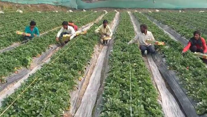हरियाणा के सोनीपत में स्ट्रॉबेरी की खेती