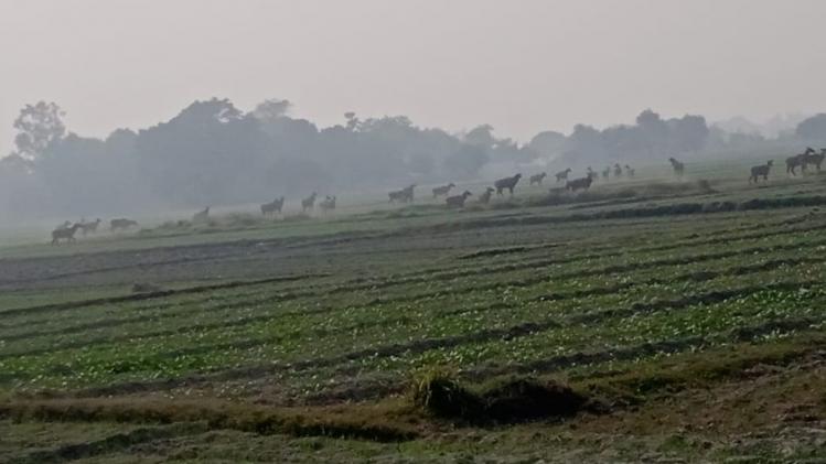 एक्शन में परेशान किसान, फसलों को बचाने के लिए आवारा पशुओं को मजबूरन स्कूल में किया बंद