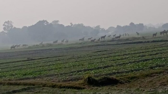 किसानों ने आवारा पशुओं को सरकारी स्कूलों में किया बंद (सांकेतिक तस्वीर, फोटो साभार: प्रभाकर मिश्र)