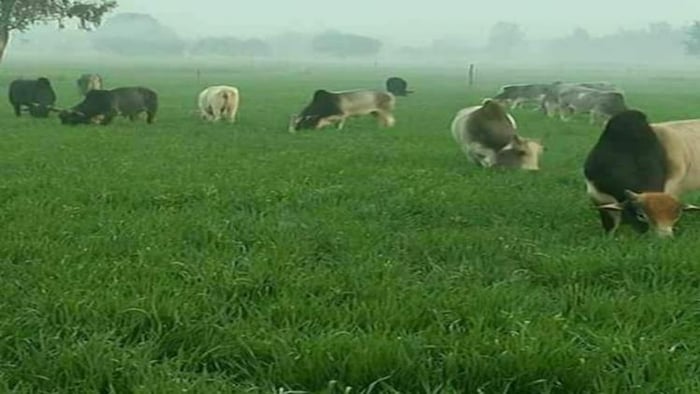 यूपी में भारी समस्या बने छुट्टा गोवंश