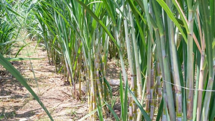 गन्ने का खेत, सांकेतिक तस्वीर (साभार: Freepik)