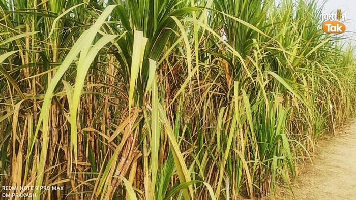 हरियाणा में 10 रुपये क्विंटल बढ़ा गन्ने का दाम.