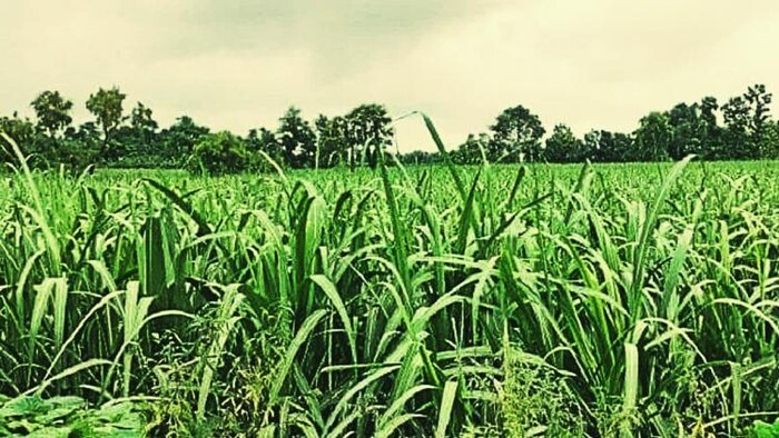 गन्ना के भाव में पंजाब ने हरियाणा को पछाड़ा. (Photo-Om Prakash)