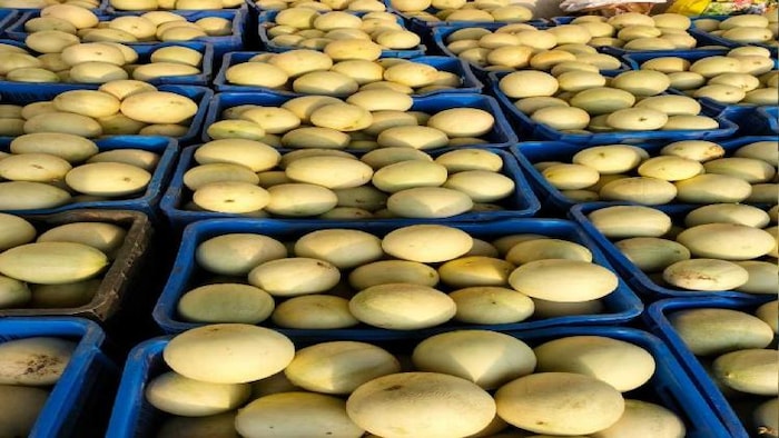 ताइवानी खरबूजा