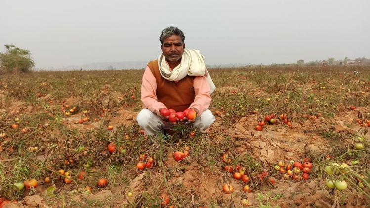 मिर्जापुर में एक रुपया किलो बिक रहा टमाटर, खेत में ही उपज छोड़ने लगे किसान