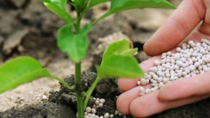 खेती में उर्वरक की खपत (सांकेतिक तस्वीर, साभार: Freepik)