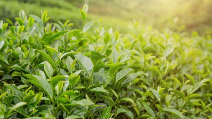 भारतीय चाय की विदेशों में बढ़ी डिमांड, सांकेतिक फोटो, साभार: Freepik)