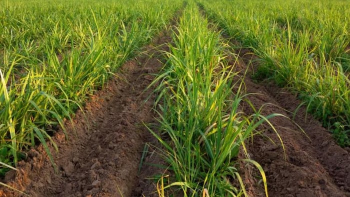 बसंत में बोए जाने वाले गन्ने की बुवाई के लिए यूपी सरकार ने जारी किया परामर्श, फोटो साभार: Freepik