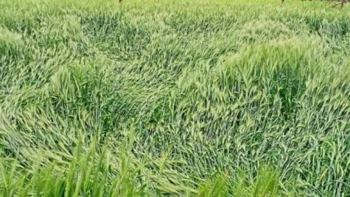 बारिश-ओलों की वजह से 15 लाख हेक्टेयर में लगी फसलें खराब, फोटो- किसान तक