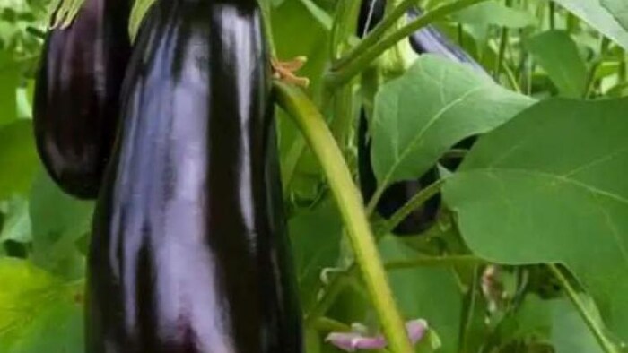 मऊ के बैंगन, बुंदेलखंड की अरहर को भी मिलेगा जीआई टैग