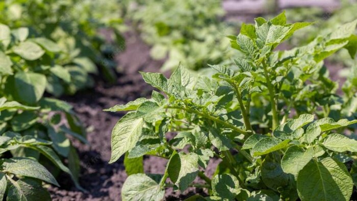 आलू की फसल में झुलसा रोग, सांकेतिक तस्वीर, साभार: Freepik