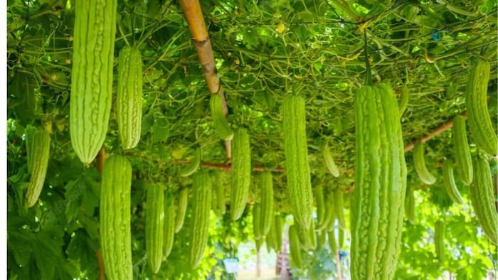 करेला की उन्नत किस्में, साभार: Freepik