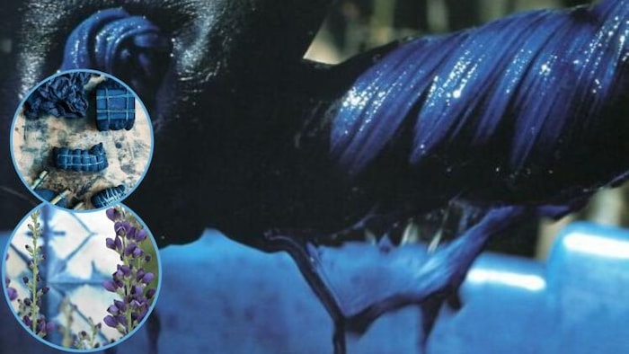 नील की खेती