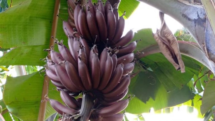 इलायची केले की खेती से सिविल इंजीनियर सालाना कमा रहा 28 लाख रुपये मुनाफा, फोटो: किसान तक