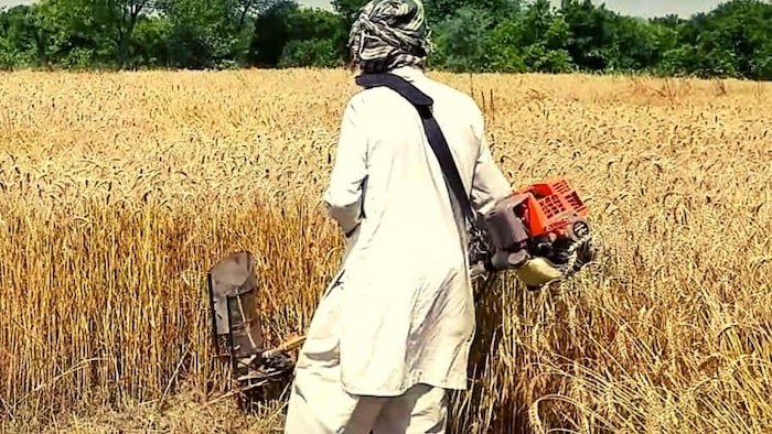 ब्रश कटर मशीन से गेहूं की कटाई करता हुआ किसान