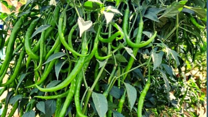 गुंटूर को मिर्च निर्यात हब बनाएगी आंध्र प्रदेश सरकार