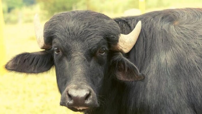 डेयरी किसानों की पहली पसंद है भदावरी भैंस, फोटो साभार: Freepik