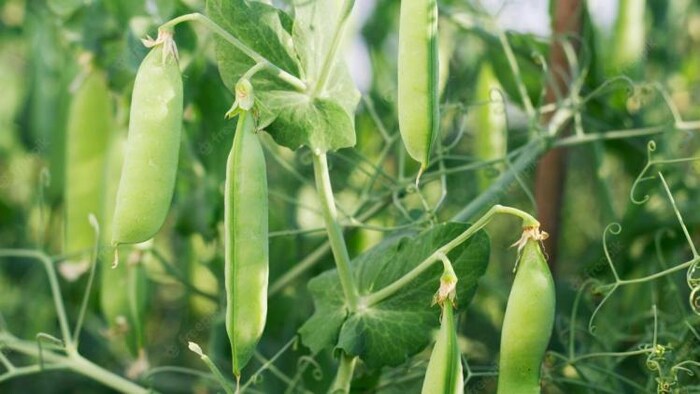 मटर की फसल (फोटो साभार: Freepik)