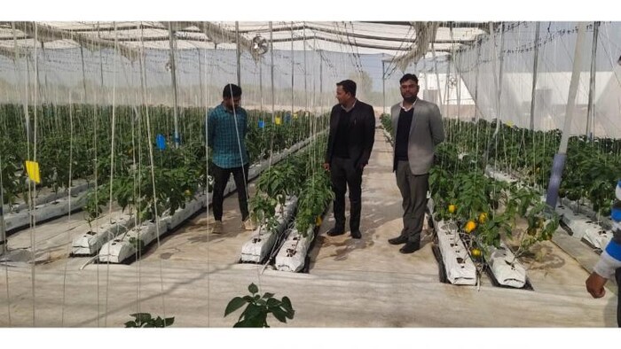 सरकारी अनुदान से जालौन में बने पॉलीहाऊस में हो रही सब्जियों की हाईटेक खेती