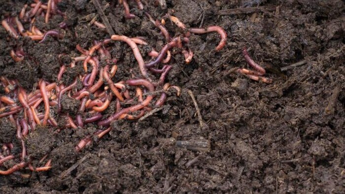 वर्मी कम्पोस्ट या केंचुआ खाद इस्तेमाल करने के फायदे, फोटो साभार: Freepik