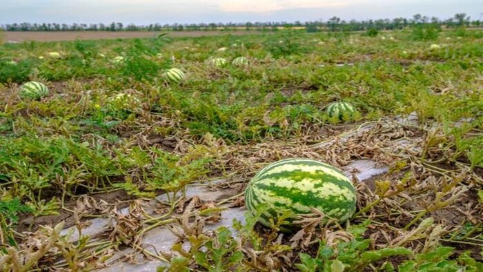 जायद के मौसम में करें इन फसलों की खेती, होगा मुनाफा, फोटो साभार: freepik