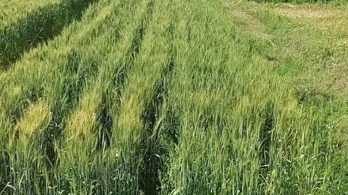 ठंड में गेहूं की पैदावार में बढ़ोतरी देखी जाती है