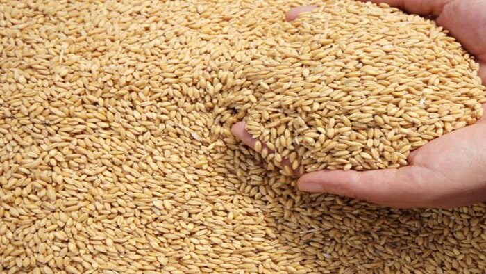 गेहूं की बढ़ती कीमतों को कम करने के प्रयास में सरकरा, फोटो: Freepik