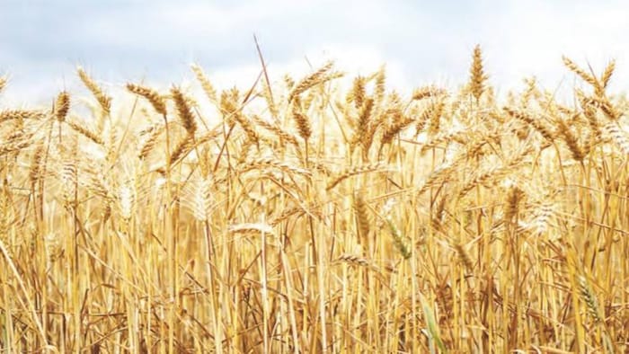 गेहूं की फसल (wheat crop) पर जरूरी खादों का छिड़काव जरूर करना चाहिए