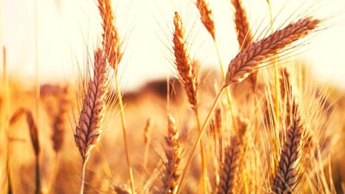 गेहूं के एक्सपोर्ट में 30 फीसदी का उछाल