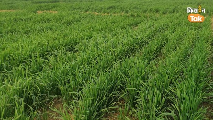 इस साल देश में गेहूं की बंपर बुवाई हुई है. (Photo-Kisan Tak)