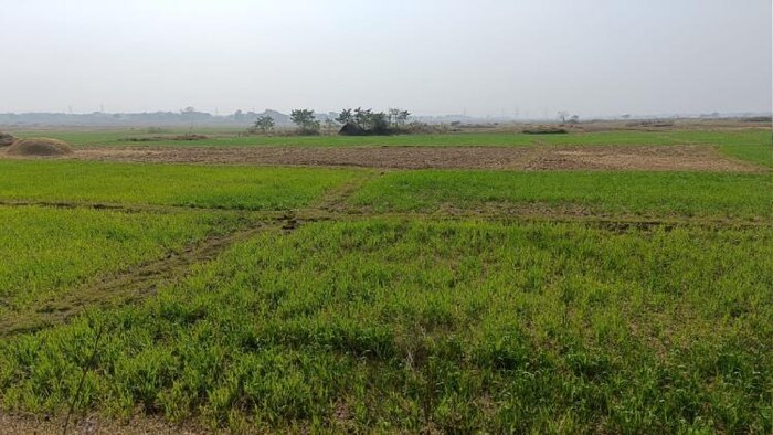 सिंचाई की कमी के कारण सूख रहे खेत