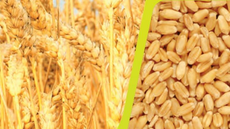 रियायती दर पर 30 लाख टन गेहूं बेचने जा रही है सरकार. (Ministry of Agriculture).