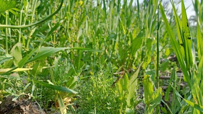 गेंहू की गर्मी रोधी किस्म की हुई खोज फोटोः किसान तक