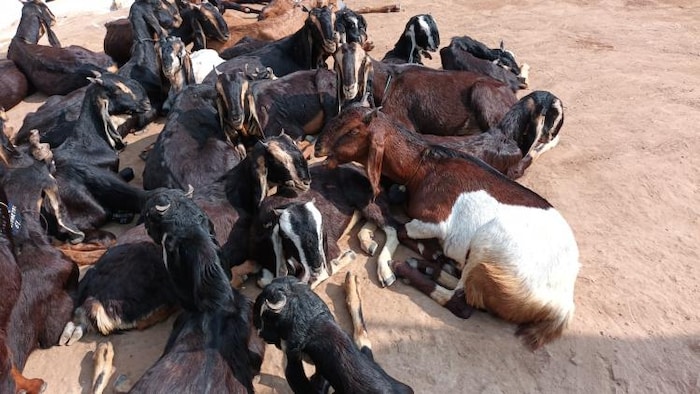जयपुर जिले के माचेड़ी गांव में किसानों को दिए गए बकरे. फोटो- माधव शर्मा