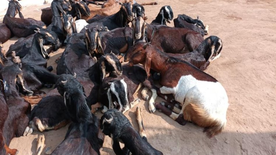 किसानों को फ्री में दिए गए सिरोही नस्ल के 124 बकरे, राष्ट्रीय पशुधन मिशन के तहत बांटे गए किसानों को फ्री में दिए गए सिरोही नस्ल के 124 बकरे, राष्ट्रीय पशुधन मिशन के तहत बांटे गए