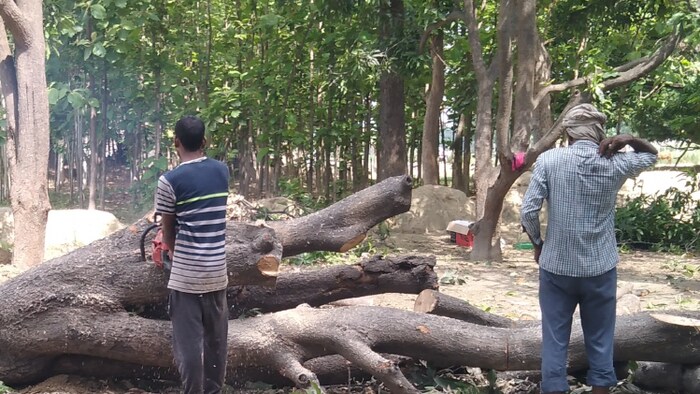 मलीहाबाद में किसान काट रहे हैं आम के बाग