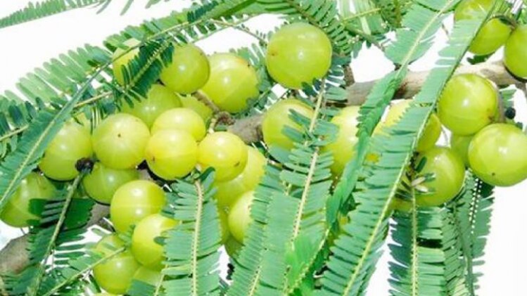 आंवले की बागवानी में मुनाफ़ा