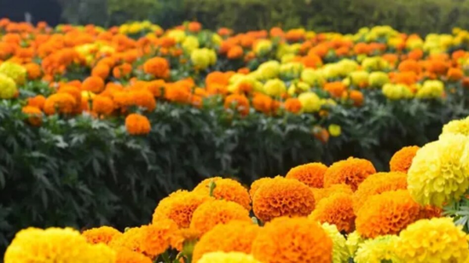 पूर्वांचल में महक रहा अफ्रीकन मैरीगोल्ड, कम लागत में किसानों को मिल रहा अधिक मुुनाफा पूर्वांचल में महक रहा अफ्रीकन मैरीगोल्ड, कम लागत में किसानों को मिल रहा अधिक मुुनाफा