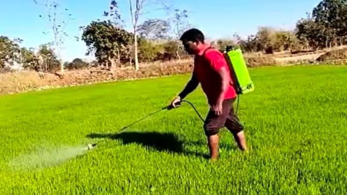 किसान धान की नर्सरी पर दारू का छिड़काव करते हुए.