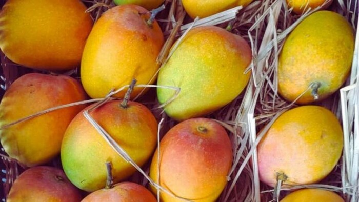 अल्फांसो आम की आवक बाजारों में देरी से पहुंचेगी.