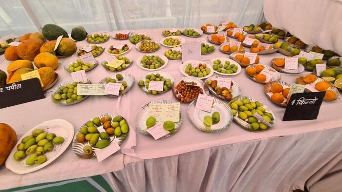 एप्पल बेर की खेती को बुंदेलखंड में दिया जा रहा है बढ़ावा