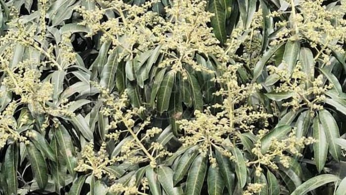 आम के मंजर में लगने वाले कीटनाशकों से कैसे करें बचाव