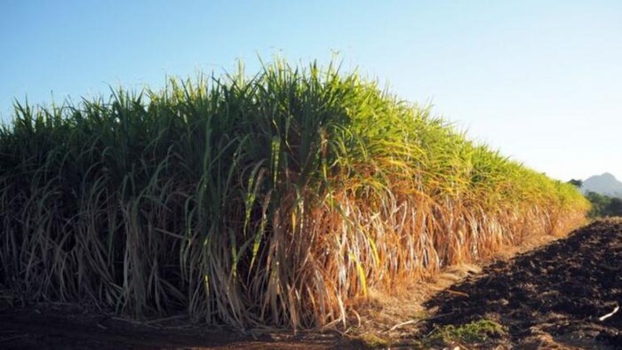 बिहार के गन्ना किसानों की राह होगी आसान, फोटो साभार: freepik