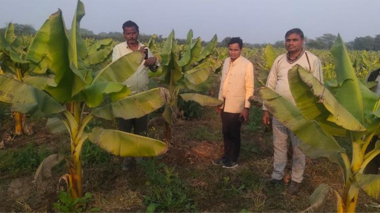 क्लाइमेट चेंज: बुंदेलखंड में बदलेगा क्राॅॅप पैटर्न,  झांसी में केला तो बांदा में खजूर की एंट्री 