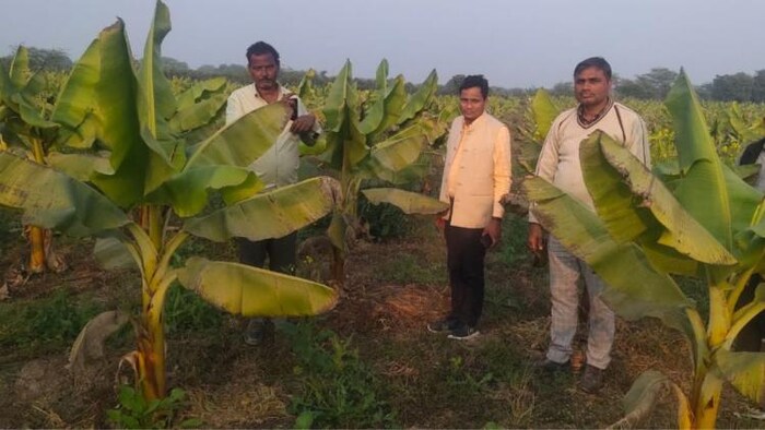 जलवायु परिवर्तन की चुनौती को भांप कर झांसी के किसान ने अपनाई केले की खेती